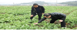人勤春來(lái)早 油菜管護(hù)忙