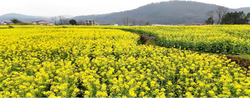 邵阳县：油菜花开香满地  山乡绘就“春光图”