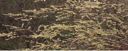 一树山胡椒，半缕春滋味——山苍子花开映乡野