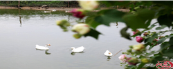 邵阳县：秋日芙蓉绽芳华 池畔白鹅绘生机