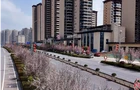 邵塘公路：紫叶李花满枝芬芳 迎风起舞添浪漫