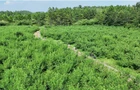 罗城乡大莲村：青脆蜜桃甜蜜上市