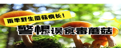 【视频】雨季野生蘑菇疯长!警惕误食毒蘑菇