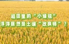 稻田里的“小绿毯”：浮萍居然是土壤“改良师”？