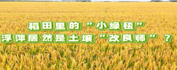 稻田里的“小绿毯”：浮萍居然是土壤“改良师”？