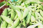 邵阳县发展优质鲜食玉米种植产业