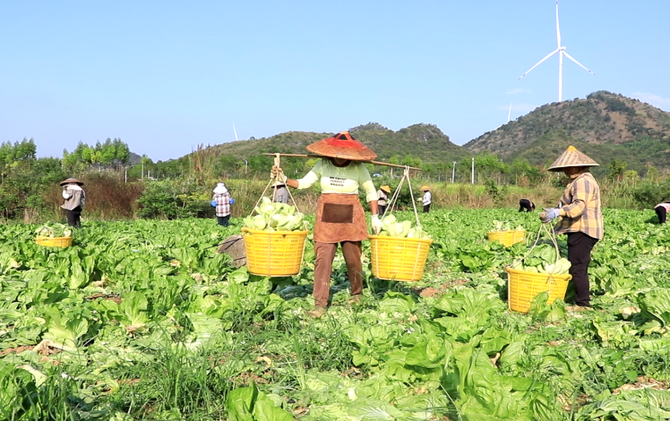 江永：芥菜丰收忙 轮作促增收