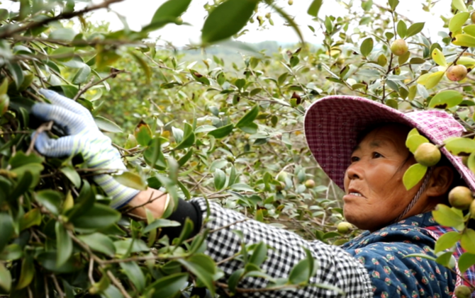 江永：霜降采茶籽 又是一年茶油香
