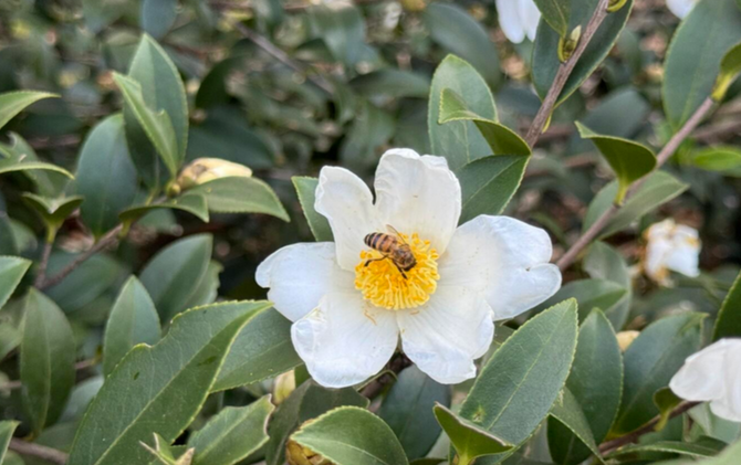 江永：冬日暖阳 山茶花盛开