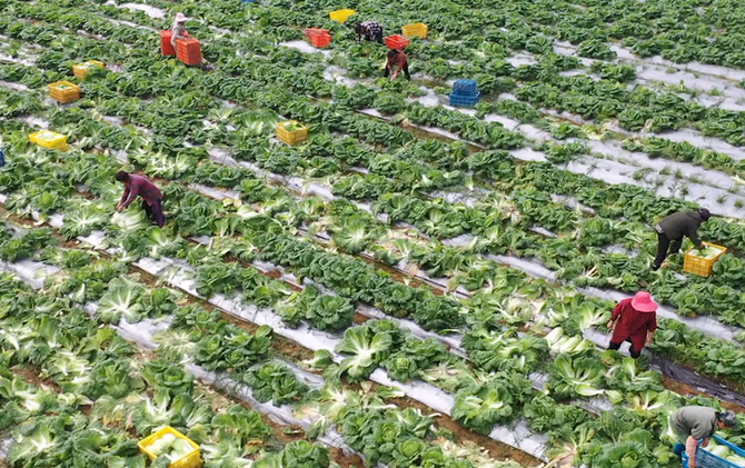 江永：冬早蔬菜抢“鲜”上市