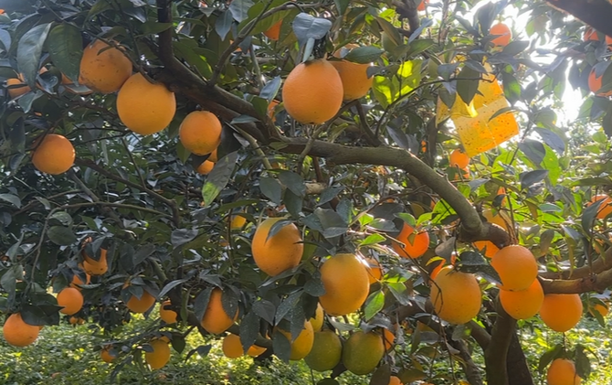 富硒沃土育佳果 江永脐橙即将甜蜜上市