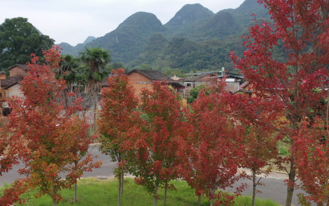 江永勾蓝瑶寨：初冬红叶醉游人