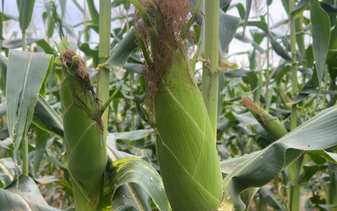 江永：冬种玉米长势旺