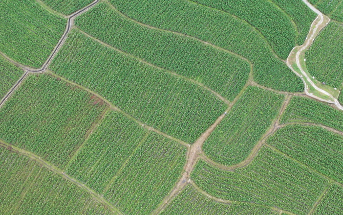 江永：万亩香芋绘“丰”景 特色产业促振兴