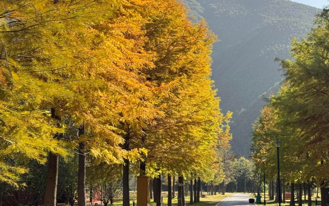 江永：满目鎏金醉初冬