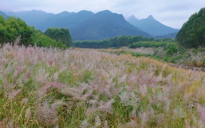 江永：斑茅飘荡 秋韵似画