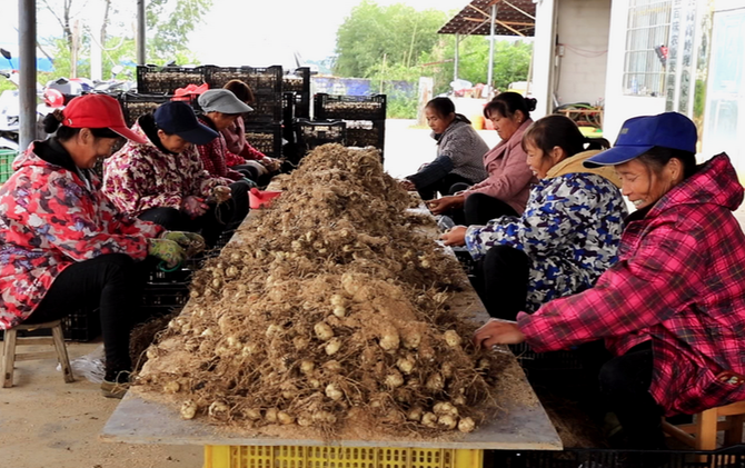 江永：龙牙百合种出好“钱”景 村民家门口就业增收