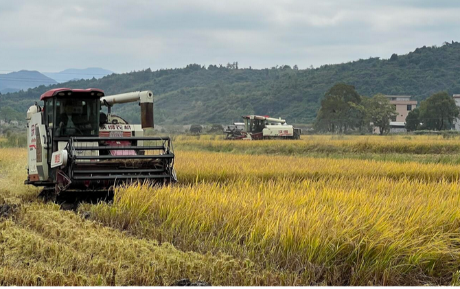 江永：晚稻铺金迎丰收 机械收割效率高
