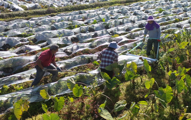 江永：香芋盖膜防冻忙 筑牢增收“防护网”