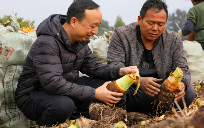 江永：服务护航增动能 香芋成富民产业