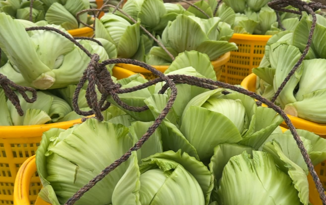 江永：小芥菜迎来大市场