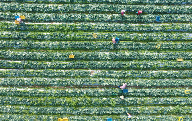 江永： 新鲜包菜7小时直达香港餐桌