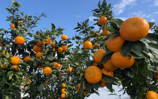 江永：覆膜保丰收 守住 “黄金果”