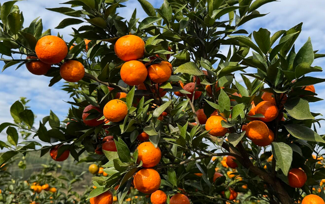 江永：东方红柑橘满枝桠 甜蜜产业富农家