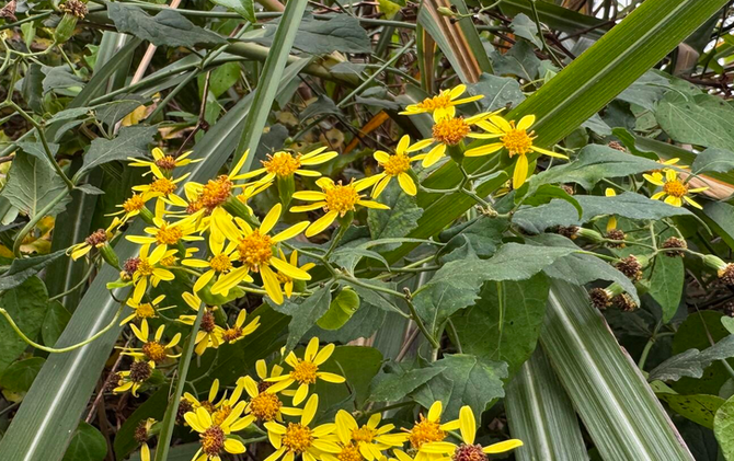 江永：冬日千里光绽放 枯寂田野添生机