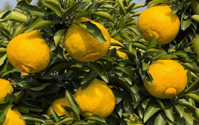 江永：黄金贡柚成熟上市