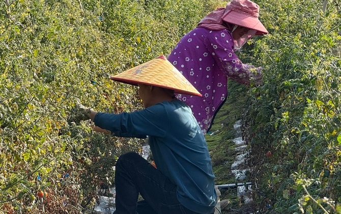 江永：小圣女果成“黄金果” 返乡能人带动产业兴