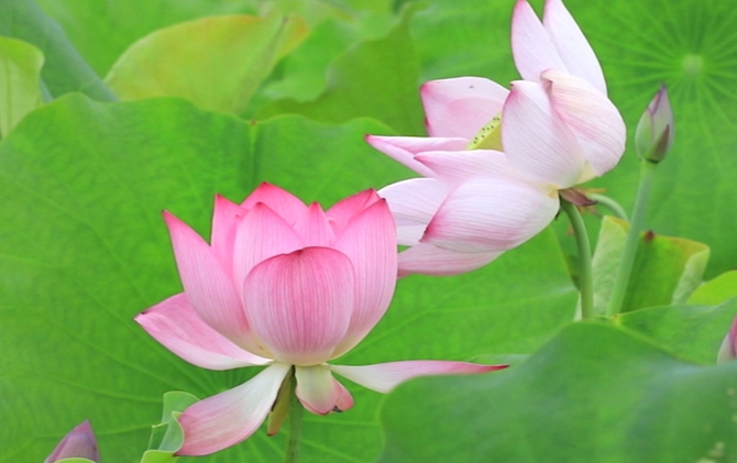 江永高家村：荷花绽放美如画