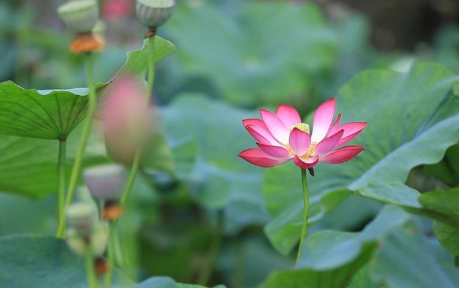 江永：荷花与向日葵争艳 绘就夏日缤纷盛景