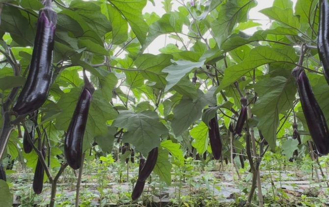 江永：红茄采收上市 开启供港蔬菜新征程