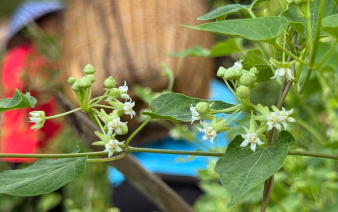 江永白首乌花茶：非遗传承中的芬芳密码