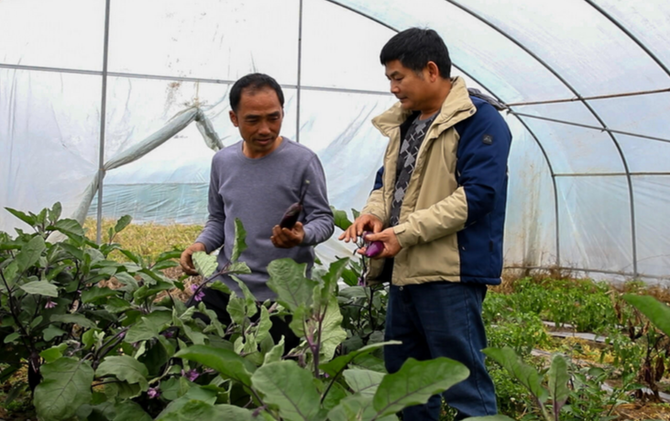 江永：农技人员田间支招 筑牢越冬作物防寒屏障