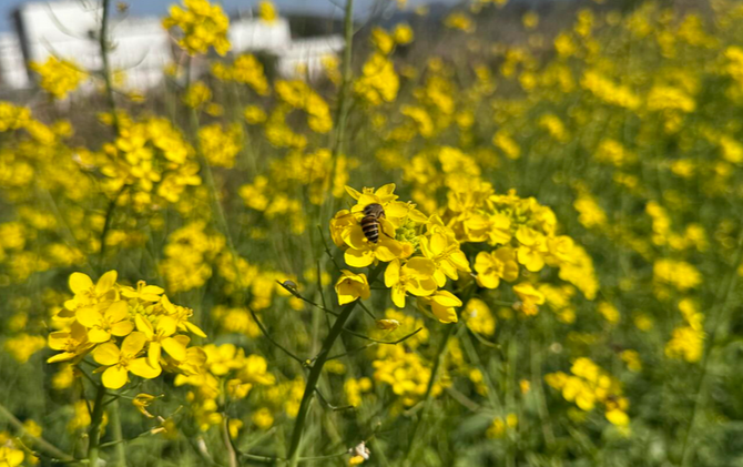 江永：早油初绽添暖意