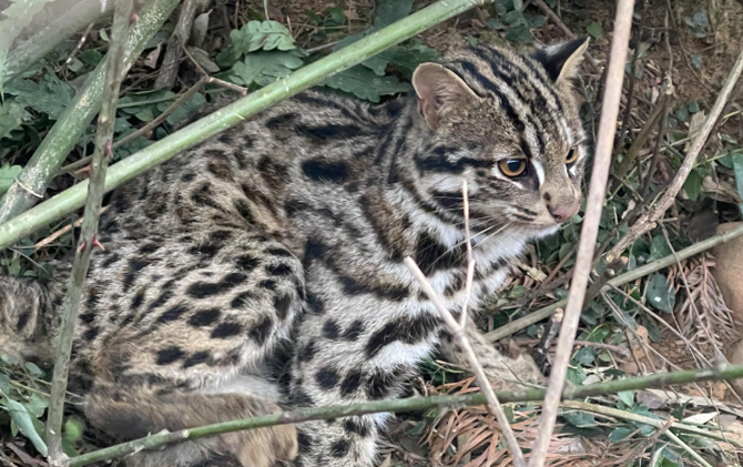 江永：返乡夫妻散步遇豹猫被困 多方联手救助放归山林