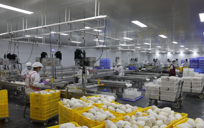 江永：香芋企业抢开局 冲刺全年“开门红”