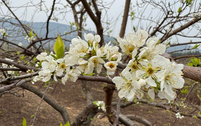江永：李花竞放枝头 铺就产业致富路