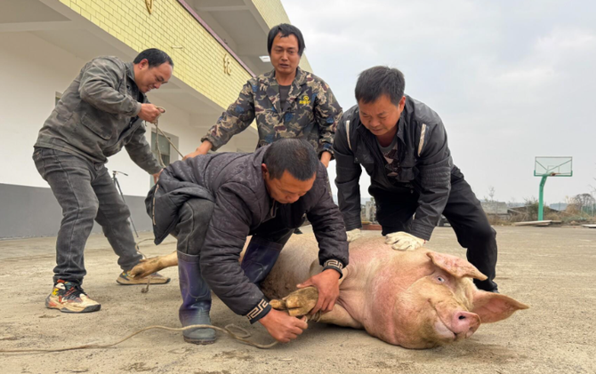 （新春走基层）江永：杀年猪 品年味 瑶寨欢喜迎新春
