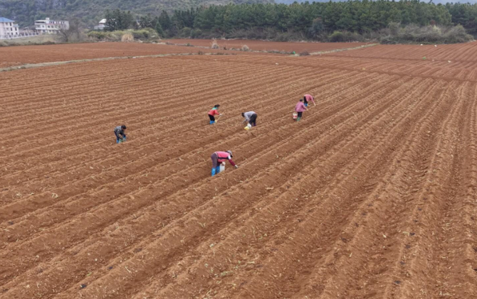 江永：木薯移栽忙 因地制宜好 “钱” 景