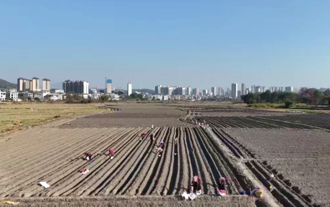 江永：香芋种植正当时 春日春耕种下新“钱景”