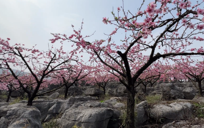江永：万亩桃花竞相开 瑶乡迎客促振兴