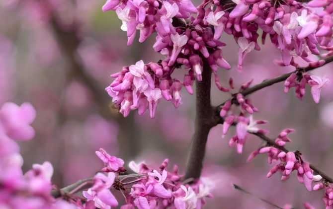 江永：紫荆漫山开 瑶乡引客来