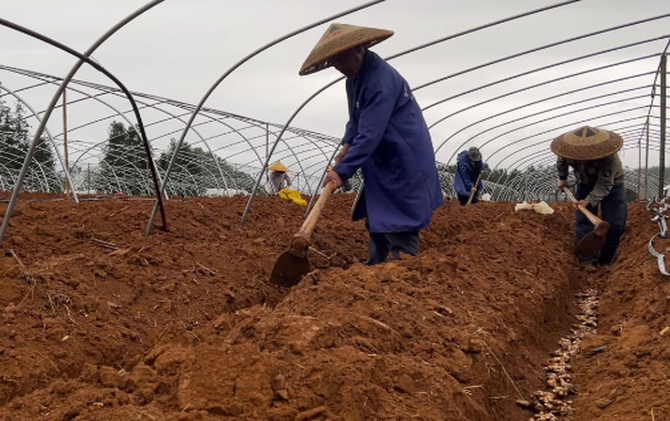 江永：春雨润田春耕忙 香姜种植促增收