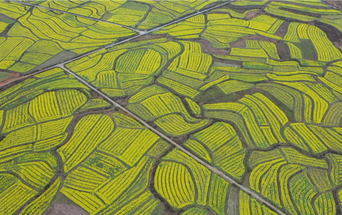 江永：女书故里花正艳 金色花海醉春归