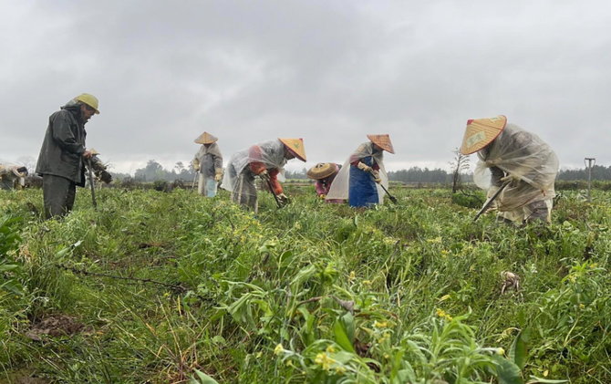 江永：春雨润田采收忙 越冬香芋产销旺