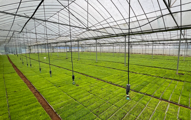 江永：智能育秧提质提速 田保姆护航早稻生产