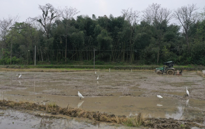 江永：白鹭伴耕绘美景 生态春耕入画来